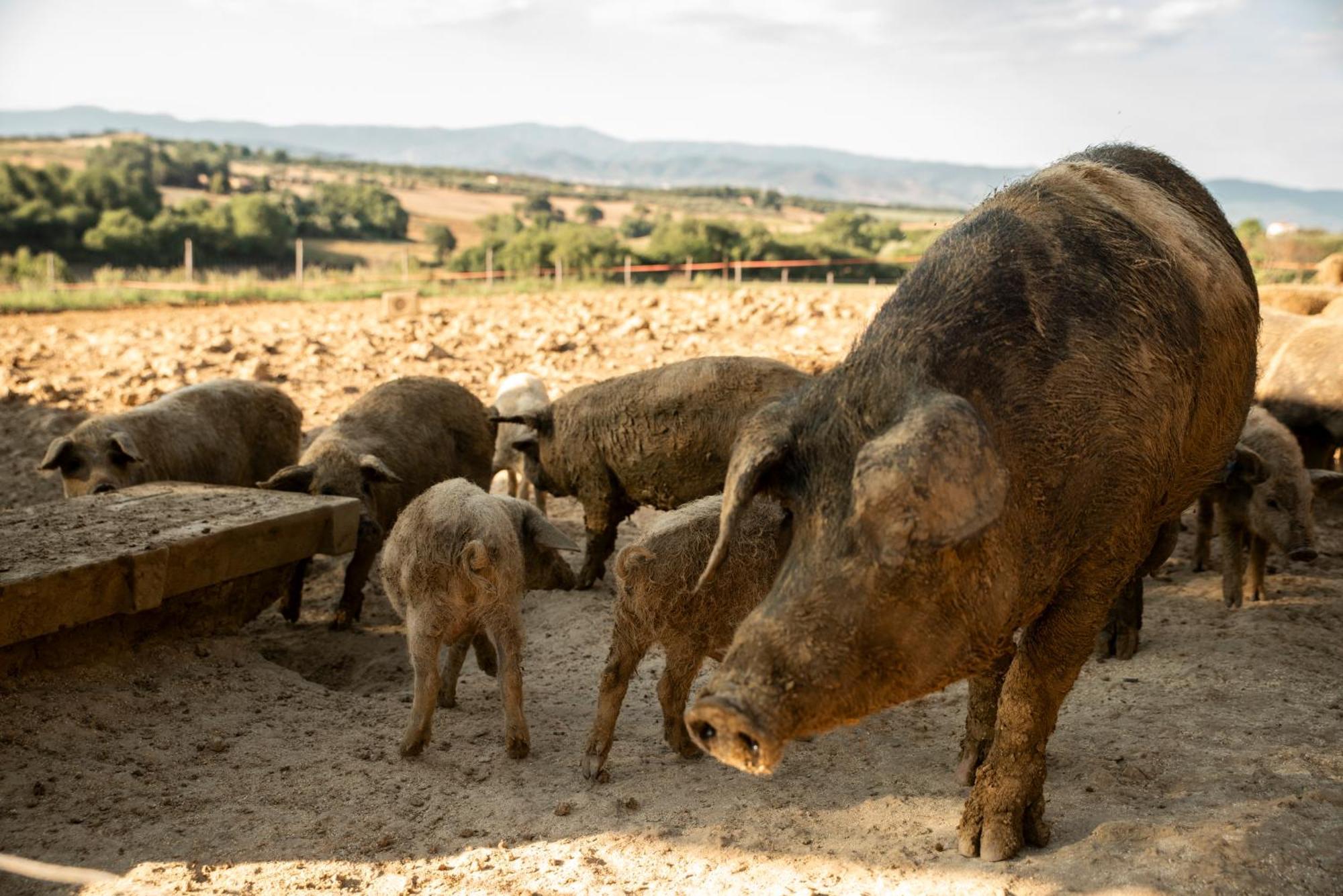 Romitorio Di Castiglione Del Lago Zewnętrze zdjęcie