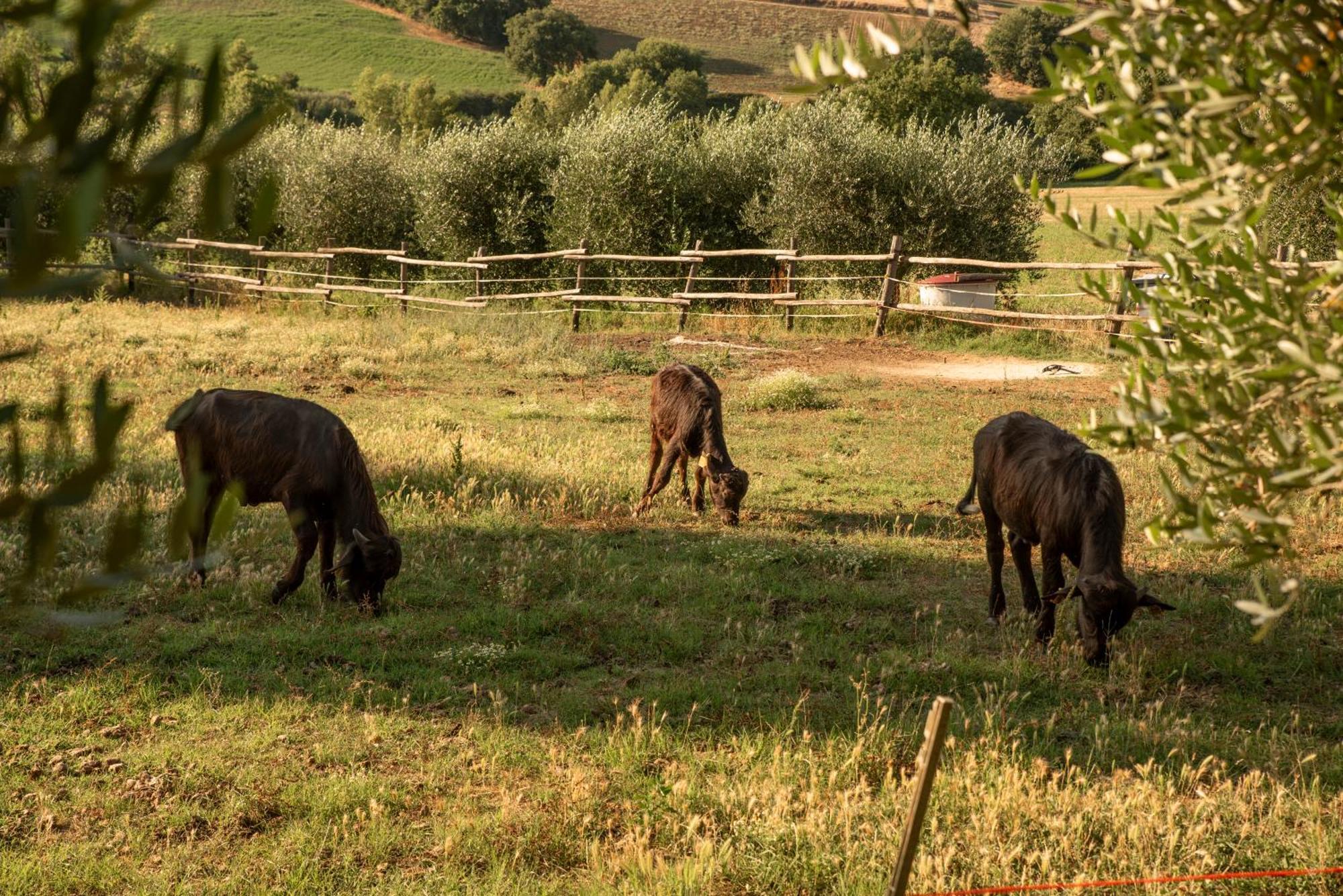 Romitorio Di Castiglione Del Lago Zewnętrze zdjęcie